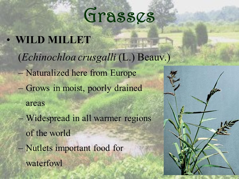 Grasses WILD MILLET   (Echinochloa crusgalli (L.) Beauv.) Naturalized here from Europe Grows